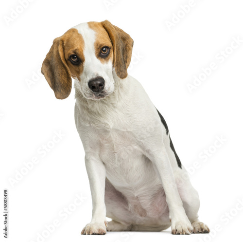 Front view of a Beagle puppy, sitting, looking at the camera