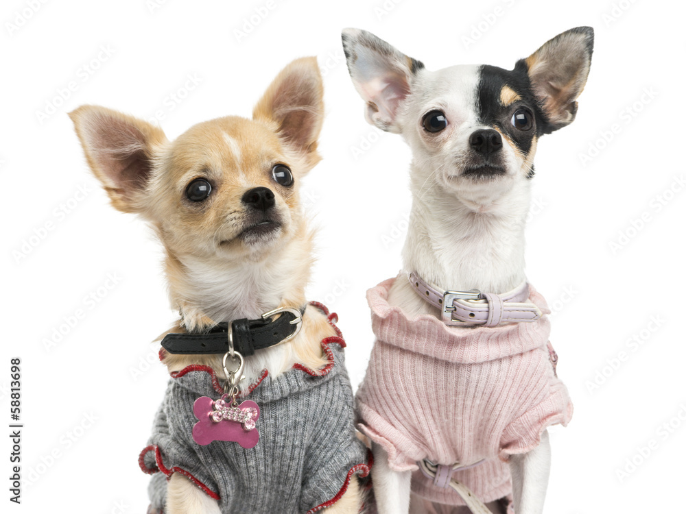 Close-up of dressed-up Chihuahuas, looking up, isolated on white