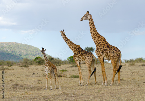 family of giraffe in kenya