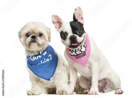 Fototapeta Naklejka Na Ścianę i Meble -  Shih Tzu and French Bulldog puppy wearing bandana sitting