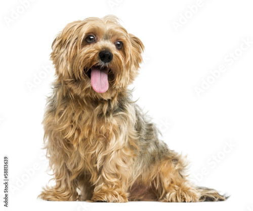 Yorkshire Terrier sitting, panting, 5 years old, isolated