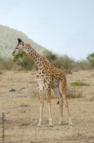 Small baby giraffe on the grasslands of Kenya