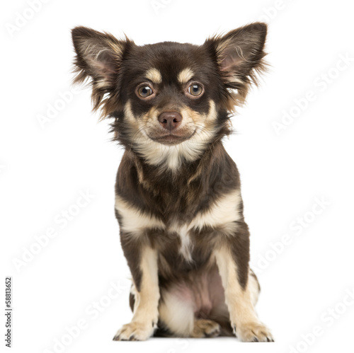 Front view of a Chihuahua sitting, looking at the camera © Eric Isselée