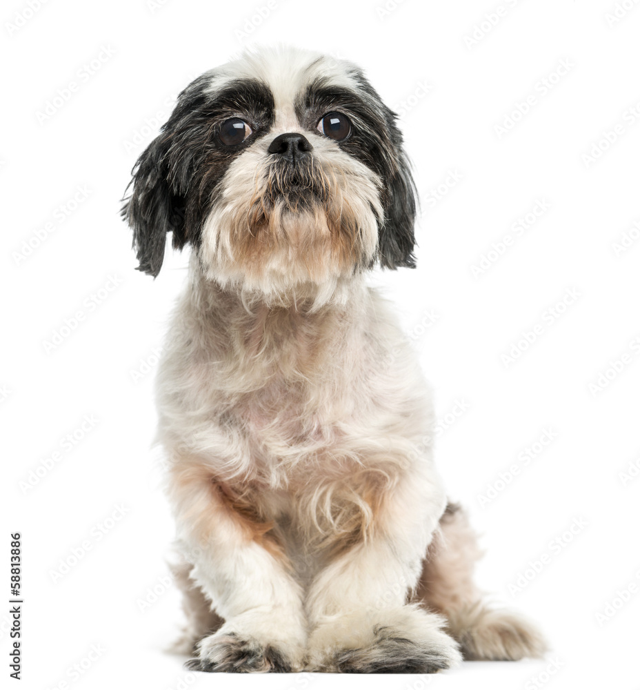 Front view of a Shih tzu sitting, 9 years old, isolated on white Front view of a Shih tzu sitting, 9 years old, isolated on white