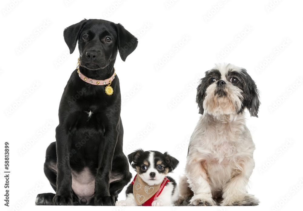 Group of dogs sitting together, isolated on white