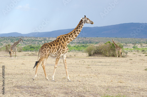 group of giraffe in africa