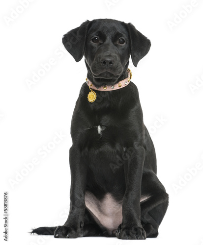 Front view of a Labrador retriever puppy sitting, 5 months old