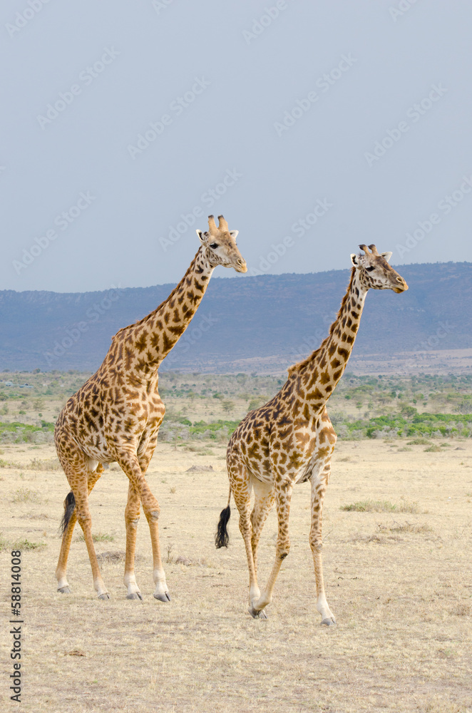 Fototapeta premium pair of young giraffes on grasslands of kenya