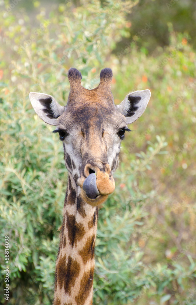 young giraffe standing in the bush