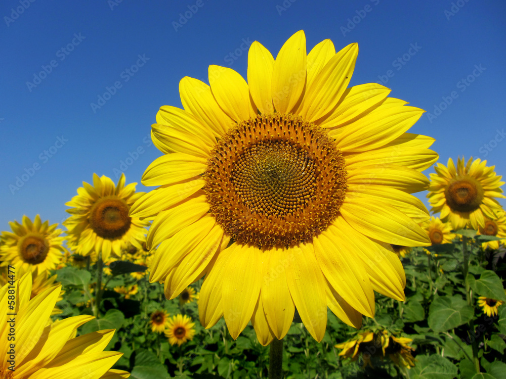 Sunflower with clear blue sky