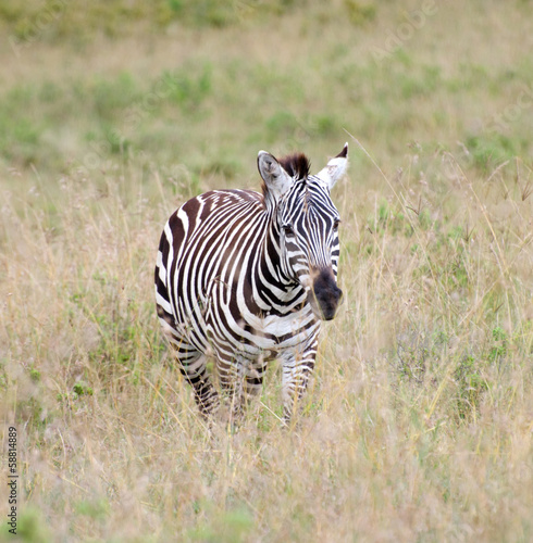 zebra running on the african grasslands