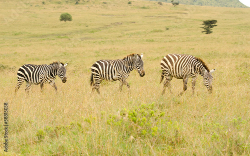 tiro of zebras walking in kenya