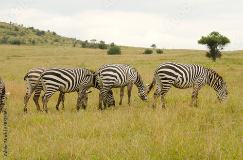 group of zebras on grasslands of kenya