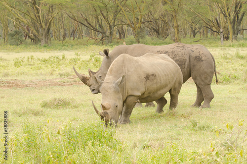male and female rhinos on green grass