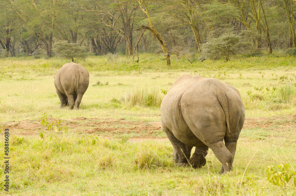 two large rhinos walking away on grasslands two large rhinos walking away on grasslands