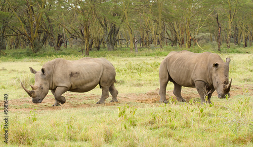 Canvas Print pair of rhinos on the grasslands of kenya