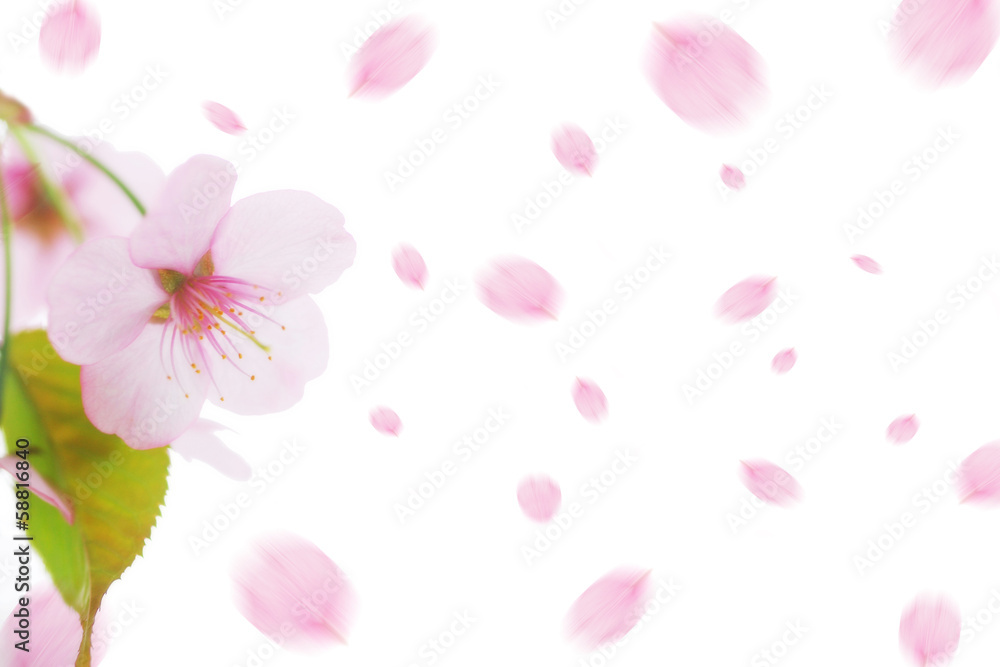 桜 - obrazy, fototapety, plakaty 