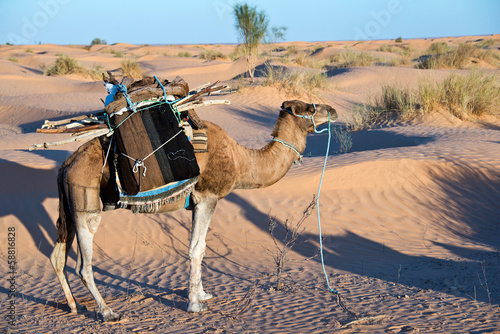 Dromadaire dans les dunes du Sahara - Tunisie © Delphotostock
