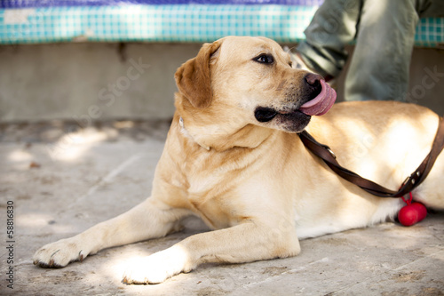 Labrador retriever cane photo