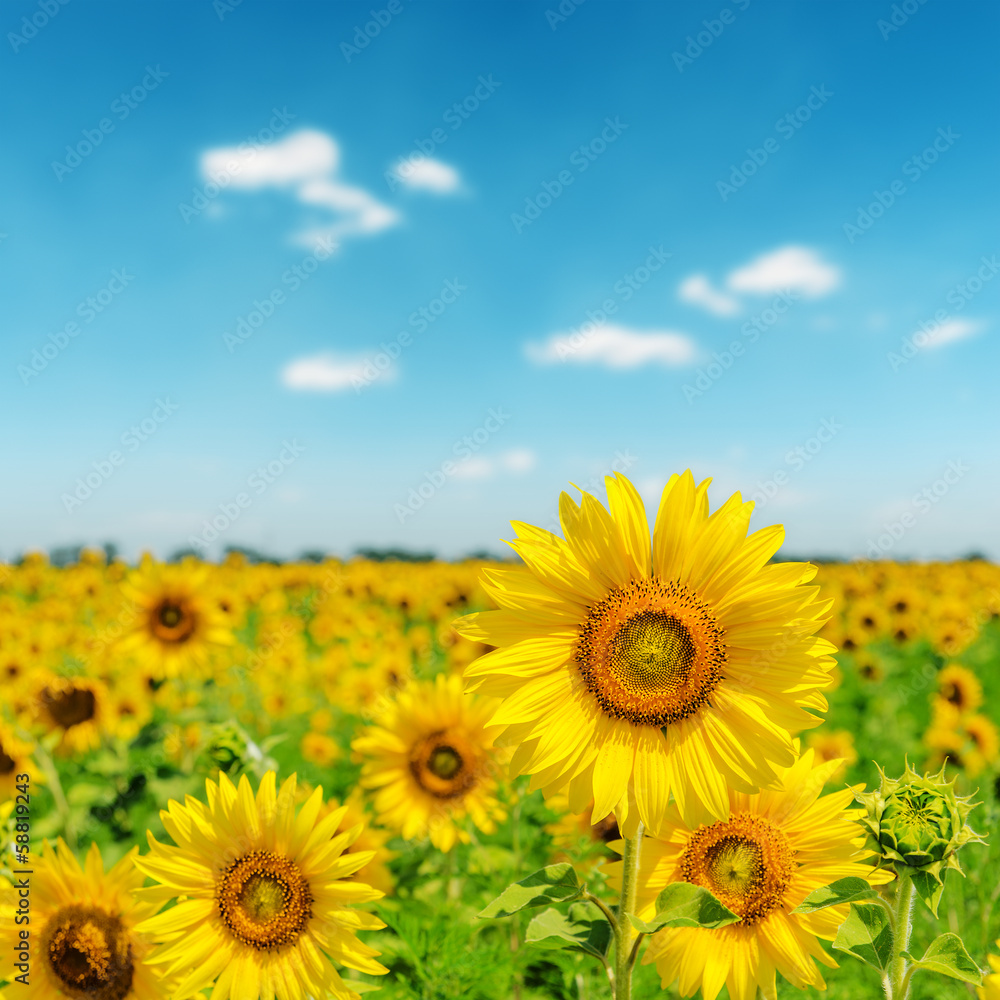 sunny day on field with sunflowers