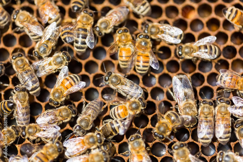 Honeybees Swarming On Comb