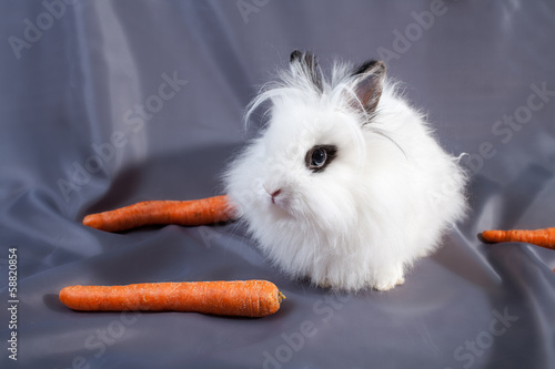 the rabbit with carrot