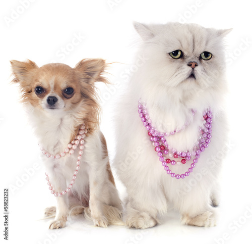 Fototapeta Naklejka Na Ścianę i Meble -  white persian cat and chihuahua