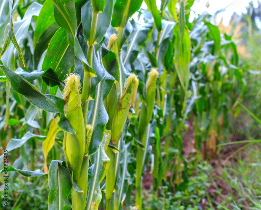 Corn in the farm Corn in the farm
