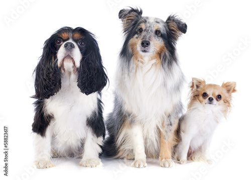 Canvas Print three dogs