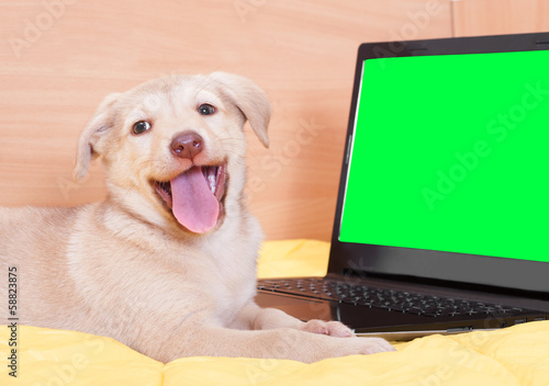 Photography puppy and laptop