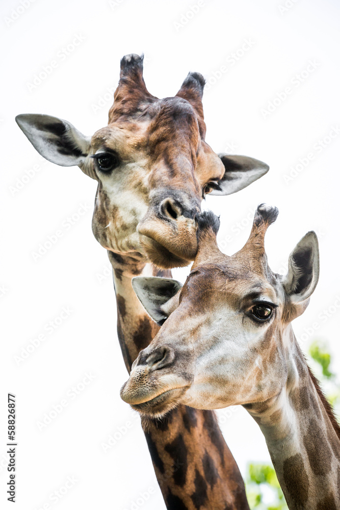 Naklejka premium giraffe