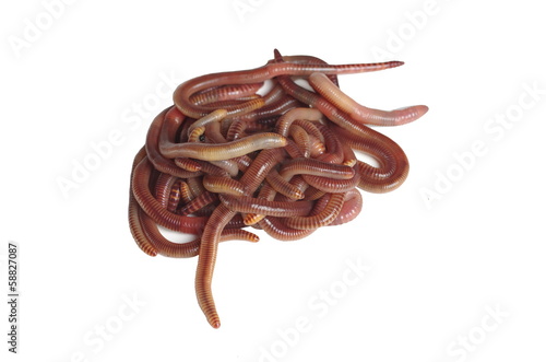 earthworms photo