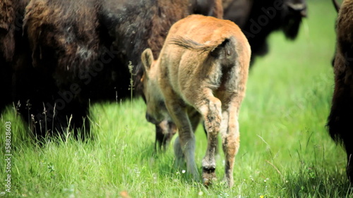 Young Buffalo calf nr females grasslands photo