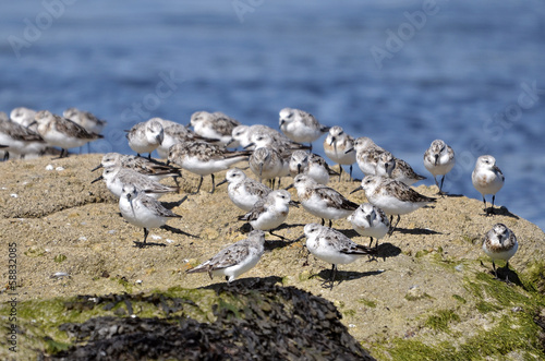 Group of Little stints at Quiberon in France photo