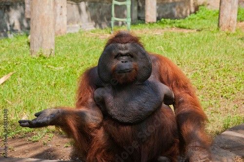 Orangutan in a zoo