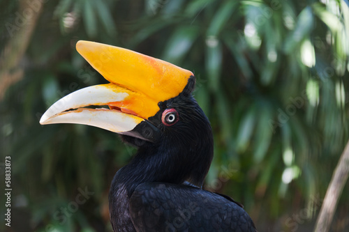 Portrait of Hornbill bird photo