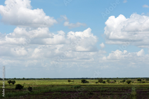 Rice field with trees