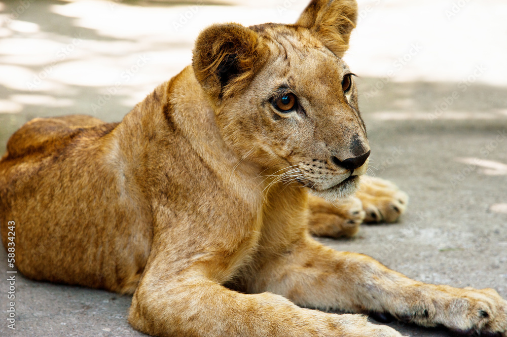 Obraz premium Small young lion