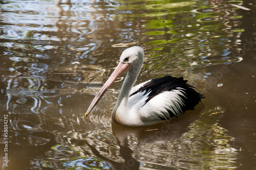 White Pelican in the water