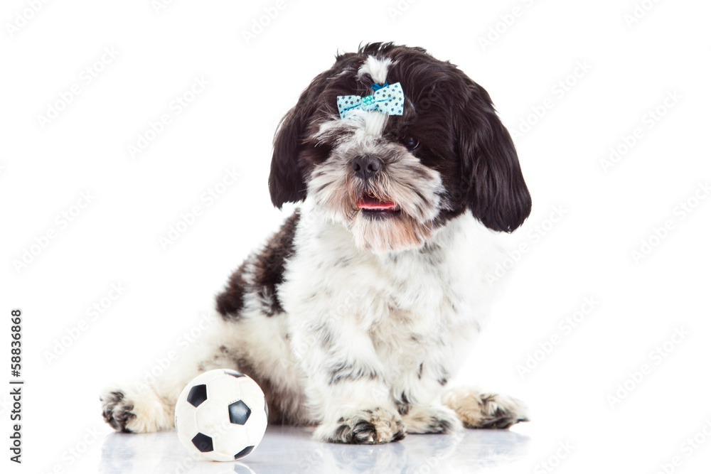shih tzu with ball isolated on white background shih tzu with ball isolated on white background