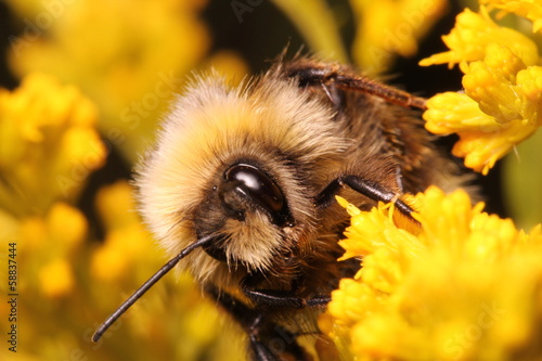 Sticker Bumblebee