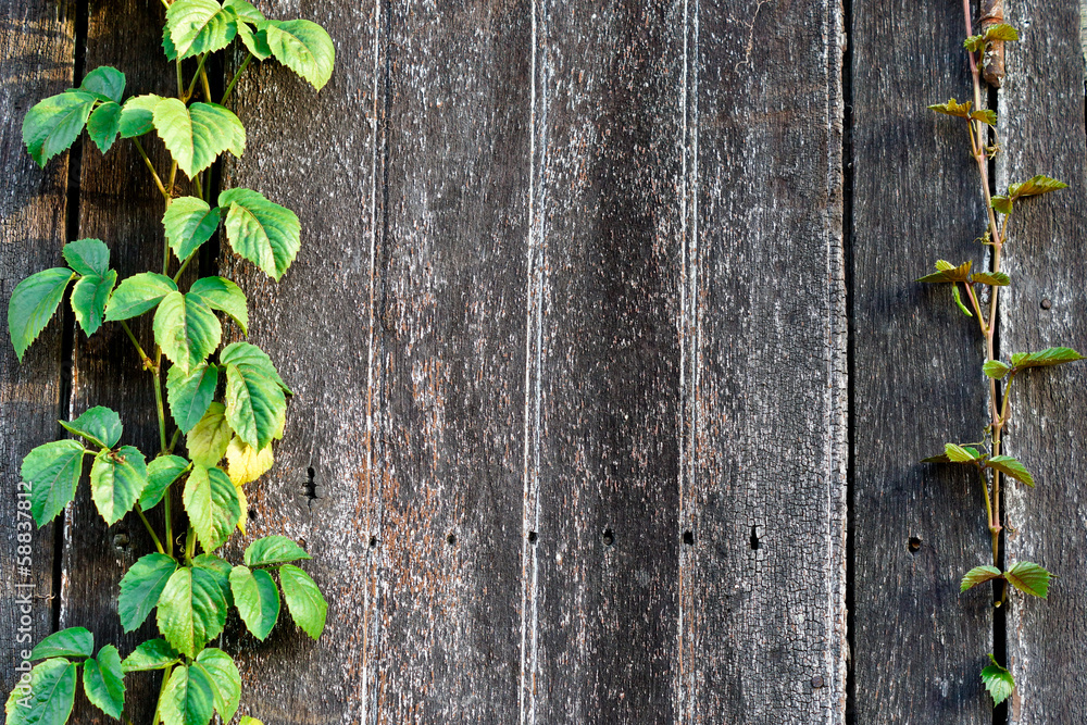 wood plank wall texture with vine at the edge wood plank wall texture with vine at the edge