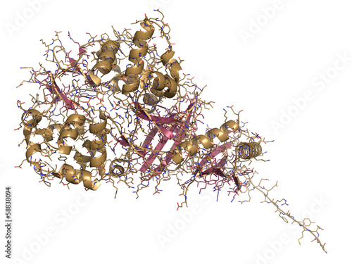 AMP-activated protein kinase (AMPK) fragment with AMP bound.