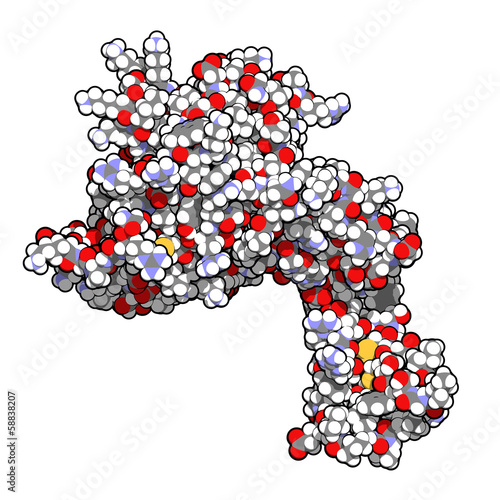 Human activated protein C (APC, drotrecogin alfa) photo