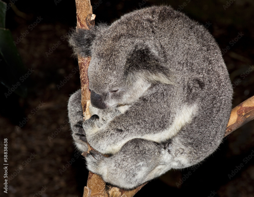 australian koala bear australian koala bear