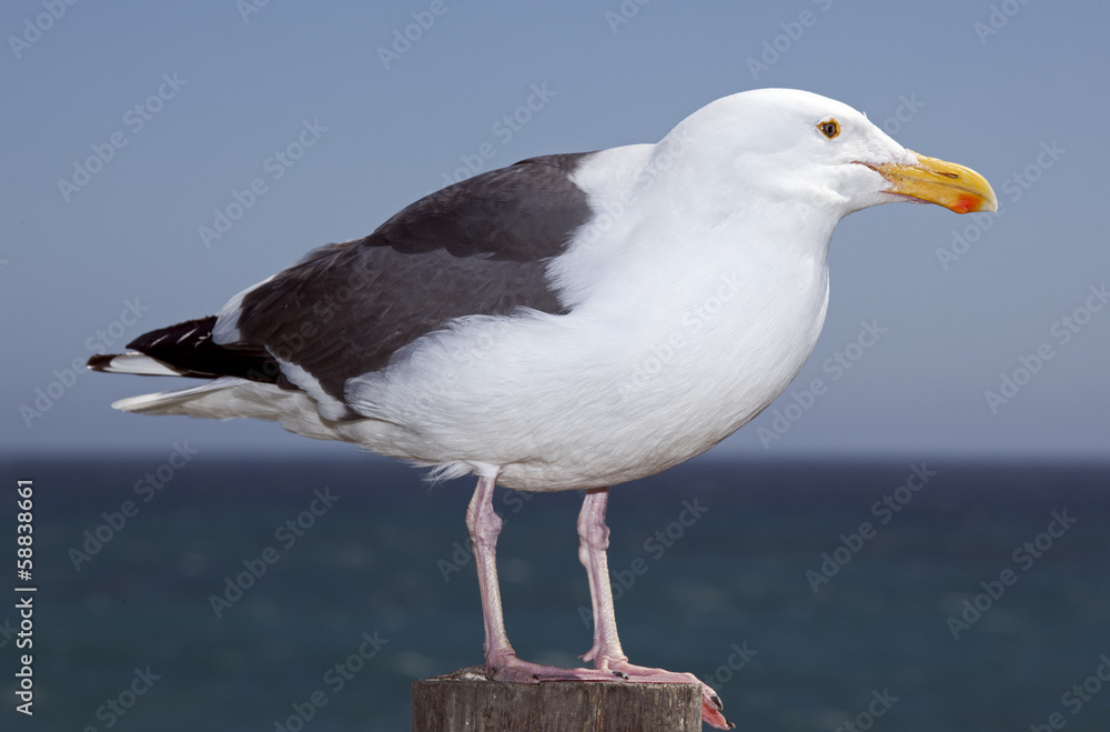 Fototapeta premium typical seagull
