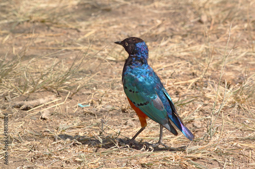 African bird, Superb starling, on the ground © mattiaath