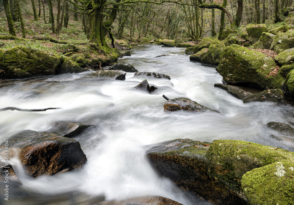 Forest Cascade