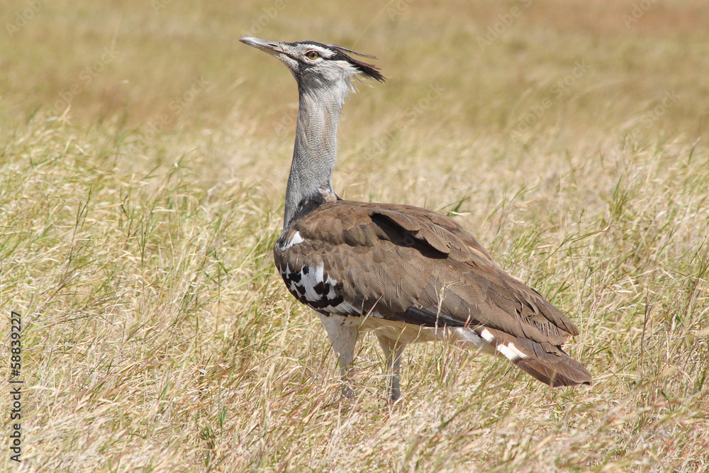 African bird, Kori Bustard, in the bush African bird, Kori Bustard, in the bush