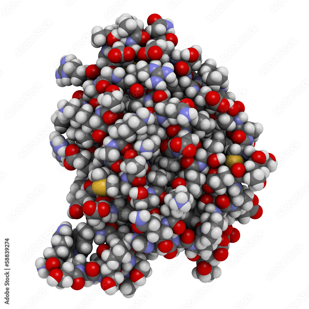 Granulocyte-macrophage colony-stimulating factor (GM-CSF)